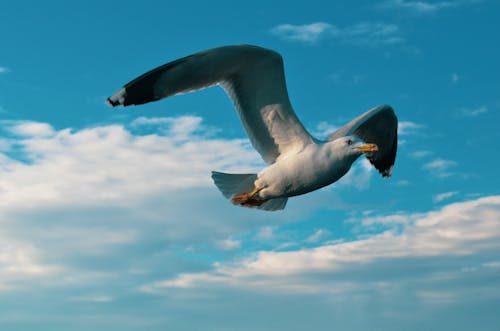 Free A Seagull Flying  Stock Photo