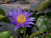 Purple Waterlily in Bloom