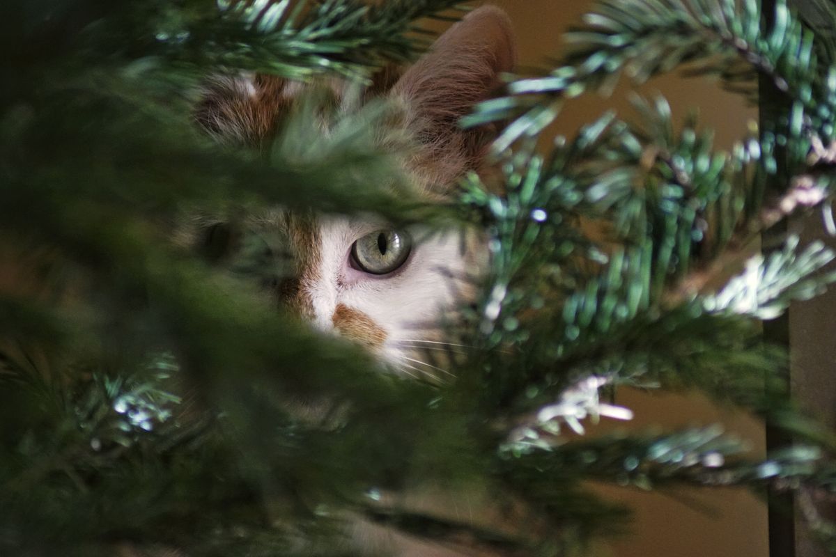 Rood-witte kat kijkt tussen de groene takken van een kerstboom door naar de camera