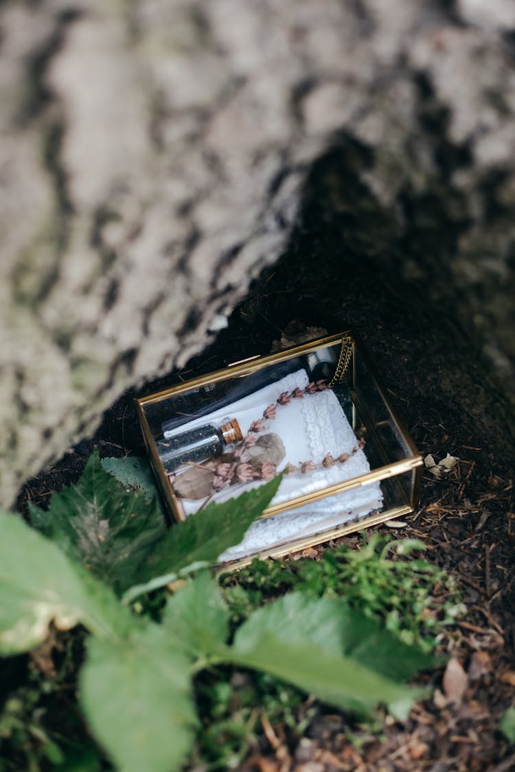 Glass Box Under Tree