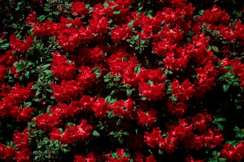 Fotos de stock gratuitas de bonito, flores bonitas, Flores rojas