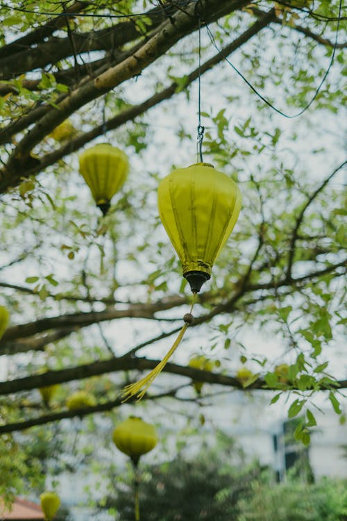 Yellow Paper Lantern Hanging on the Tree Branch