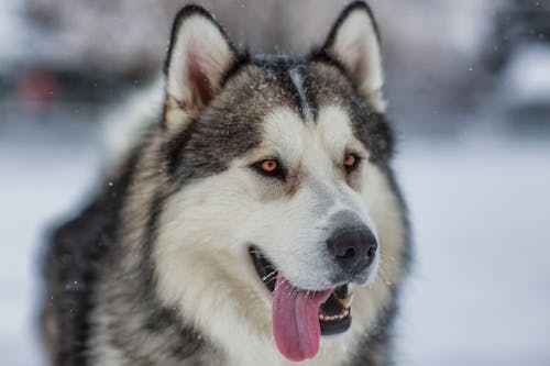 Black and White Siberian Husky on the Snow Field