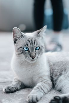 White and Grey Cat on White Textile
