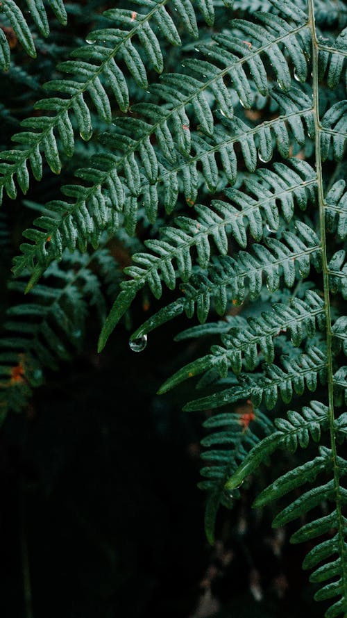 Close Up Photo of Green Fern