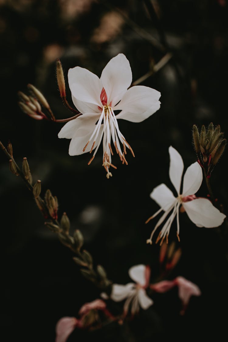 Close Up Photo Of White Gaura