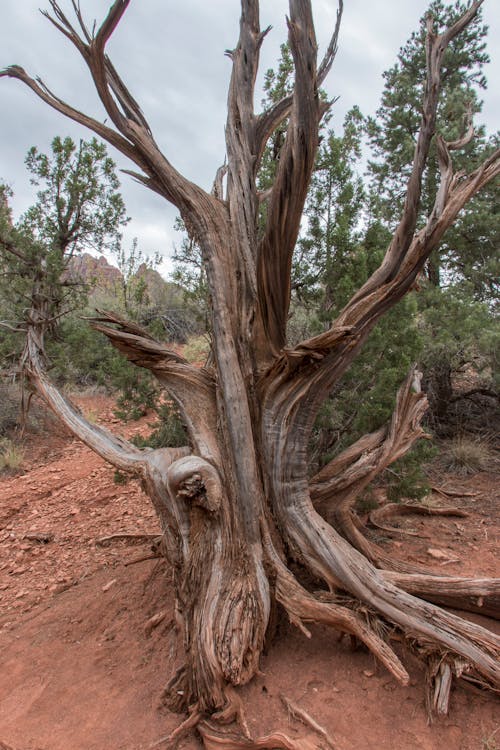 Gratis lagerfoto af fyrretræ, landskab, natur