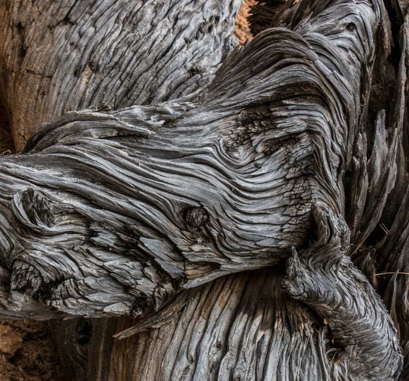 Trunk Image A Close-Up Shot of a Tree Trunk · Free Stock Photo