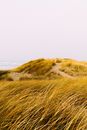 Green Grass Field Under White Sky