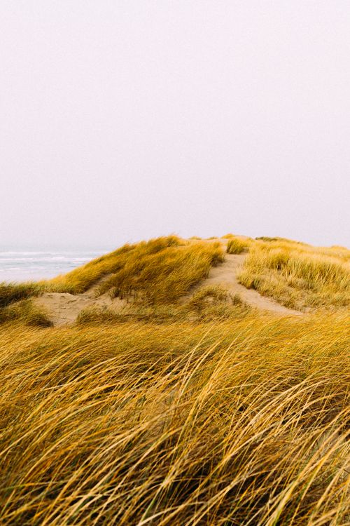 Free Explore tranquil coastal dunes covered in golden grass under a soft white sky. Stock Photo
