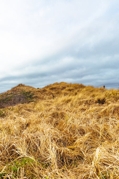 Brown Grass Field Under White Clouds