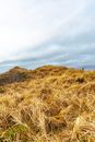 Brown Grass Field Under White Clouds