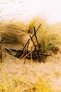 Brown Wooden Stick on Brown Sand