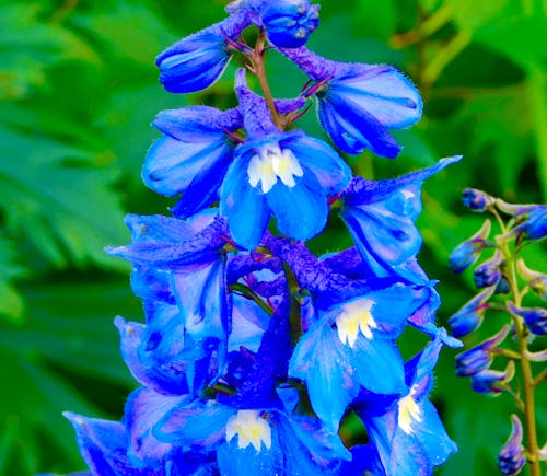 Free stock photo of blue flowers