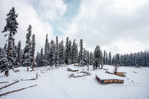 Free A serene winter landscape of a snow-covered forest in Gulmarg, perfect for nature enthusiasts. Stock Photo