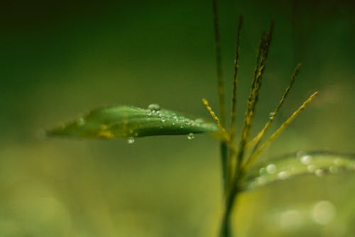 무료 잎에 물의 선택적 초점 스톡 사진