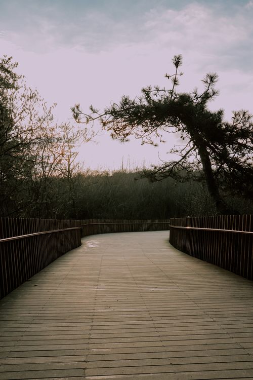 Free Scenic view of a wooden pathway through a tranquil natural setting, perfect for relaxation. Stock Photo