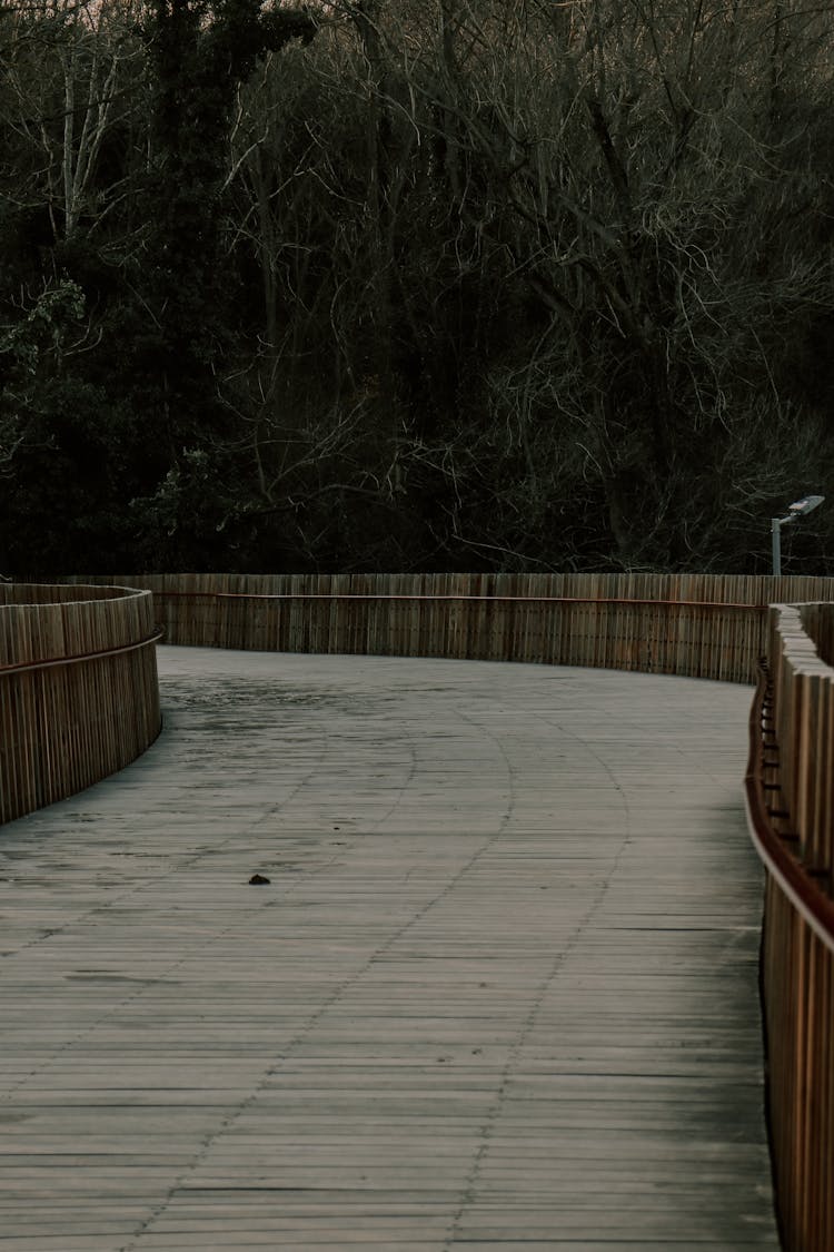 Path With Fence In Forest