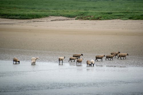 Herd of Sheep on Water Near Grass Field