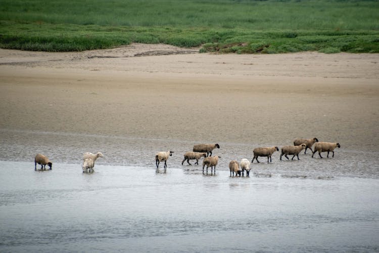 Herd Of Sheep On Water Near Grass Field