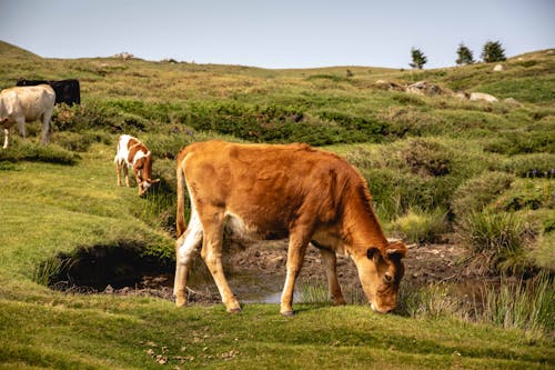 Free  Cows on Green Grass Field Stock Photo