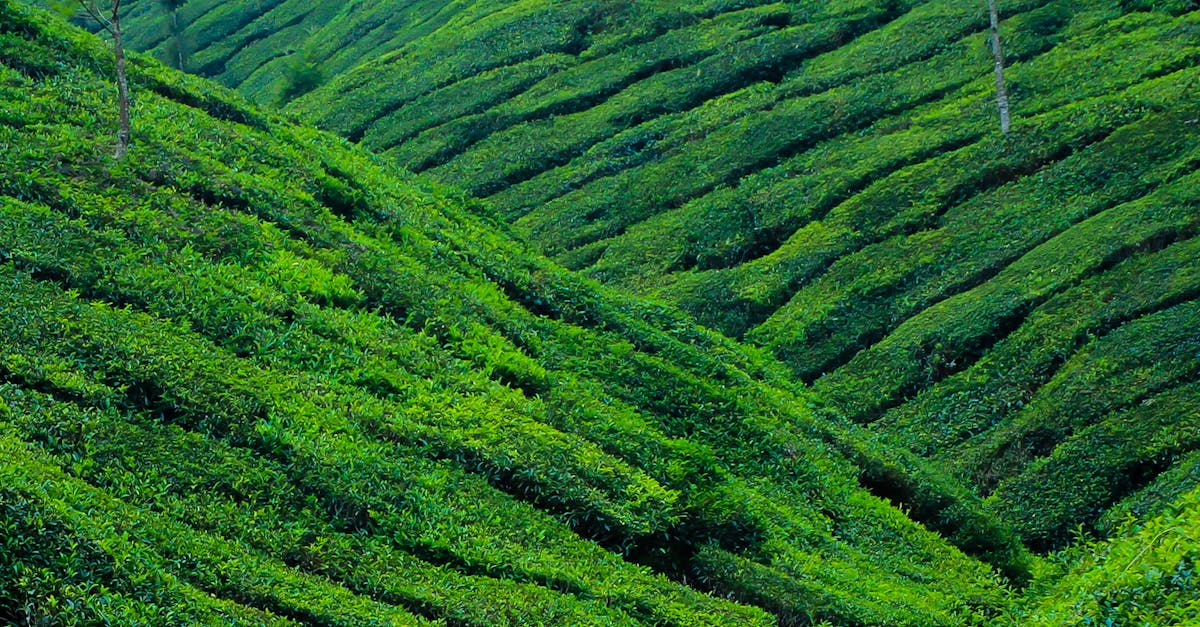 How to travel to bora from India