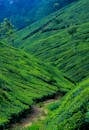 印度穆纳尔连绵起伏的山丘上，充满活力的茶园展示出令人惊叹的乡村景观