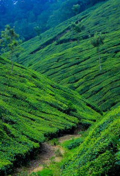 印度穆纳尔连绵起伏的山丘上，充满活力的茶园展示出令人惊叹的乡村景观