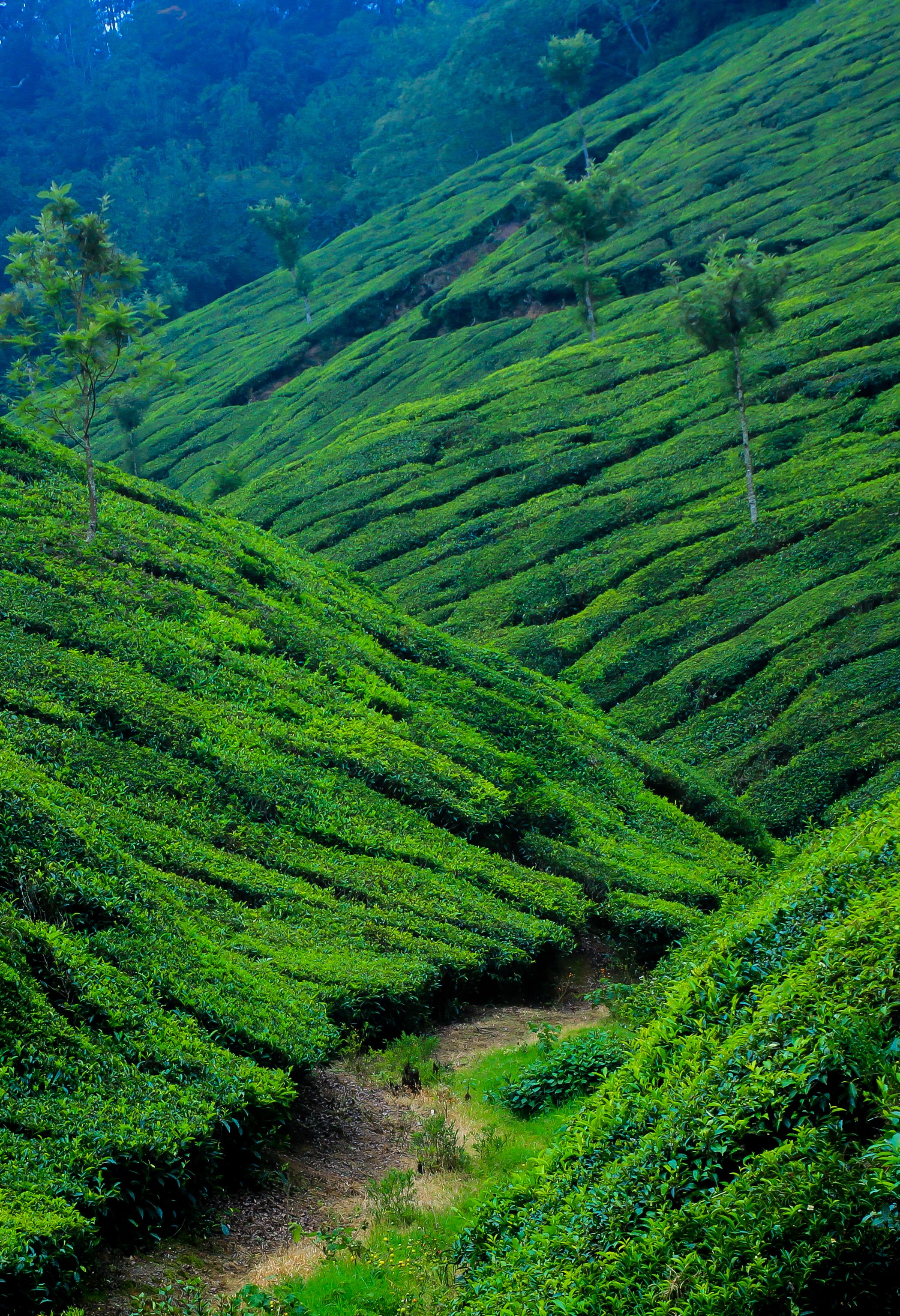 Terraced green tea plantations on the slopes around Munnar
