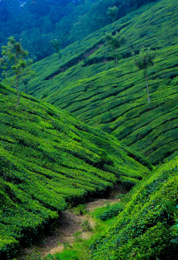 Vibrant green hills of Munnar under cloud-scattered skies