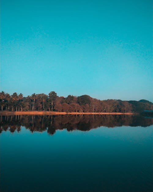 Green Trees Near the Lake