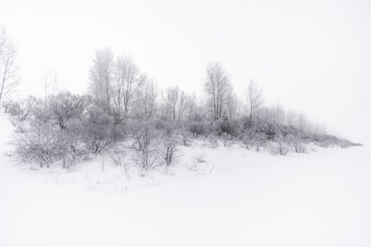 A tranquil winter scene of snow-covered trees creating a peaceful and frosty landscape.
