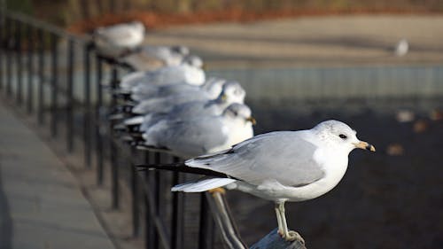 Free White and Gray Bird on Black Metal Fence Stock Photo