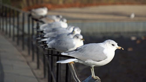 Ingyenes stockfotó ágon ülő, állat, kerítés témában