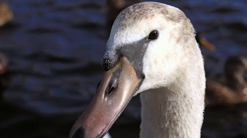 Close Up Shot of a Swan