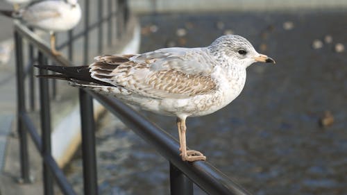 Ingyenes stockfotó ágon ülő, állat, kerítés témában