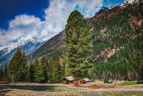 Photography of Fir Trees on Mountains