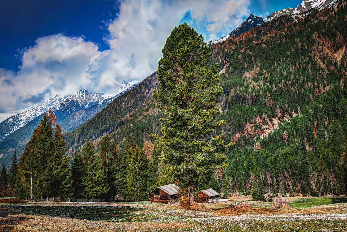 Fotografia Di Abeti Sulle Montagne