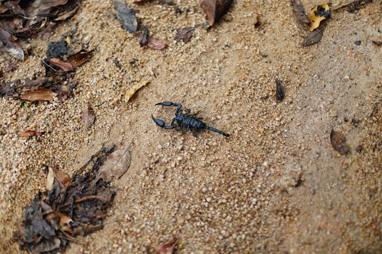 A Scorpion On The Ground