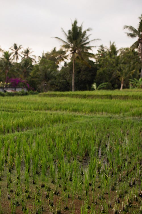 Green Rice Paddy Field 