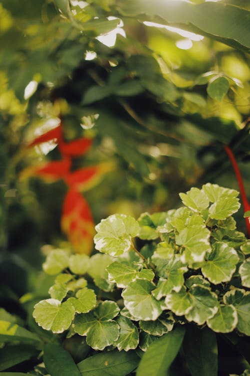 무료 나뭇잎, 녹색, 수직 쐈어의 무료 스톡 사진