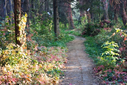 A peaceful forest trail surrounded by vibrant autumn foliage, capturing nature's beauty.