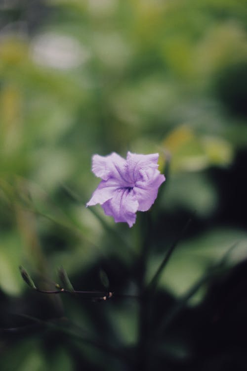 Darmowe zdjęcie z galerii z botaniczny, delikatny, fioletowy kwiat