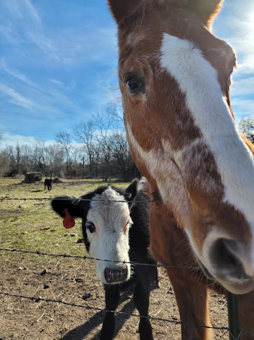 Безкоштовне стокове фото на тему «кінь, корова, поле»