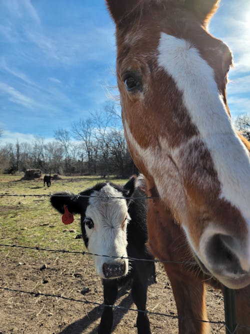 Immagine gratuita di agricoltura, animali, area rurale