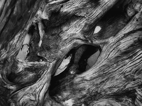 Foto stok gratis abstrak, batang pohon, batu