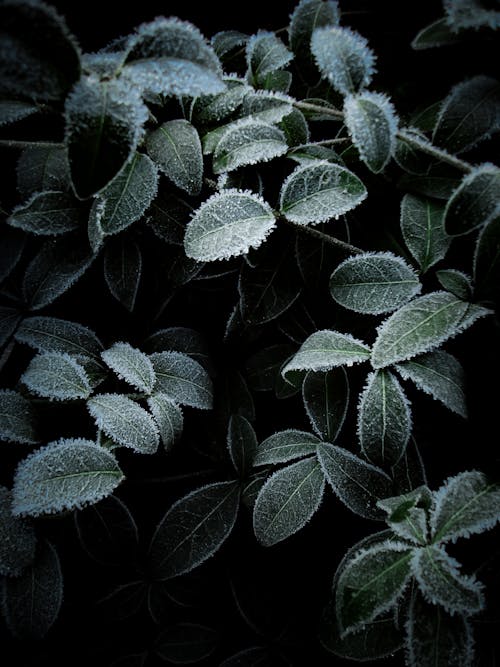 Frozen Dark Green Leaves of a Plant