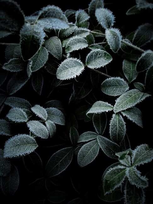 A detailed view of dark green leaves covered with frost, showcasing natural winter textures.
