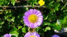 特写中，一朵充满活力的紫色雏菊，黄色的花心被郁郁葱葱的绿叶环绕