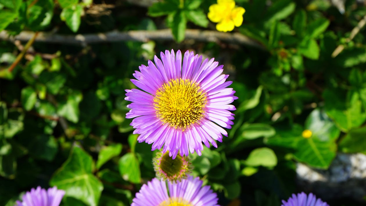 免費 紫色和黃色的花朵 圖庫相片